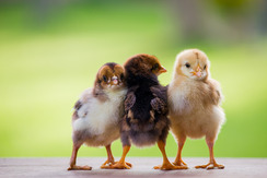 Chicks