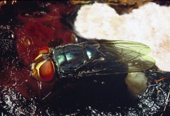 NWS fly near eggs on wound