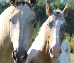 Horses