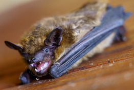 Bat