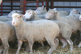 Sheep