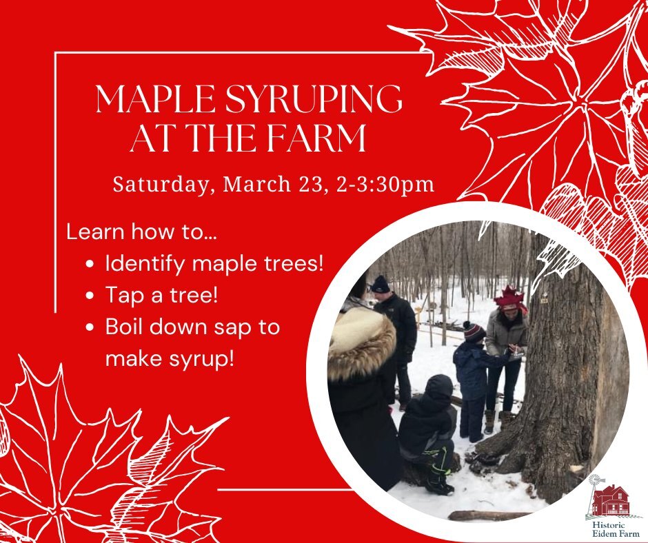 Maple Syruping