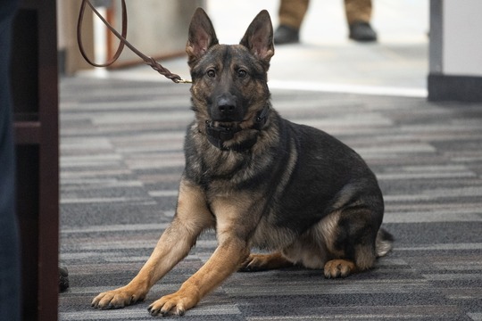 k-9-dog