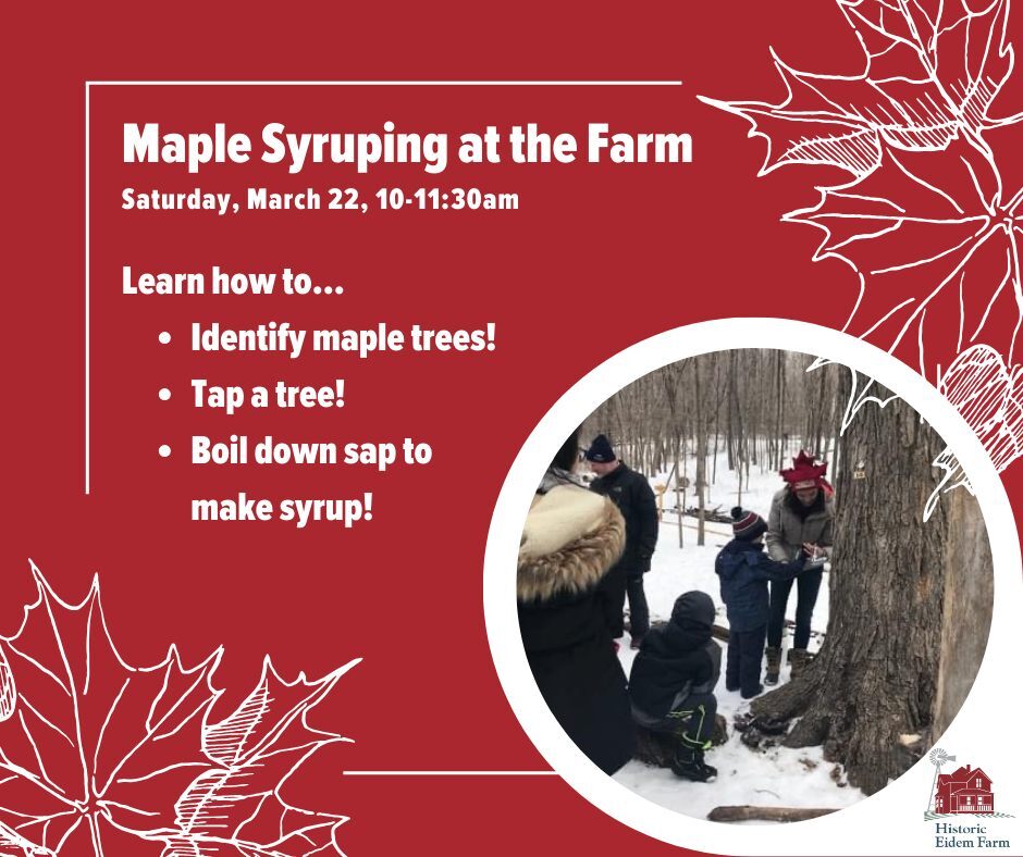 Maple Syruping