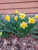 Yellow daffodils at Birnamwood Golf Course