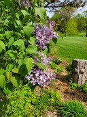 Lilac bushes at Birnamwood Golf Course