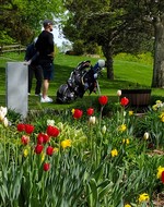 Tulips at Birnamwood Golf Course