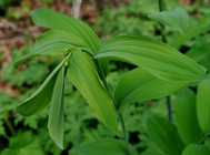 Smooth Solomon's Seal