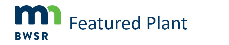 Featured Plant masthead