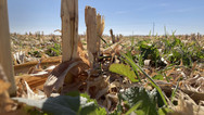 A close up shot of crop residue in a field