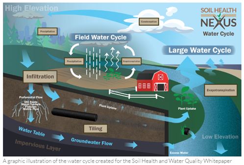 A graphic illustration of the water cycle created for the Soil Health and Water Quality Whitepaper