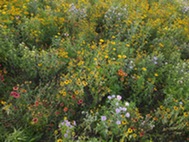 native flowers