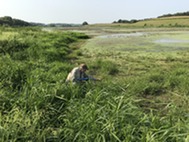 wetland