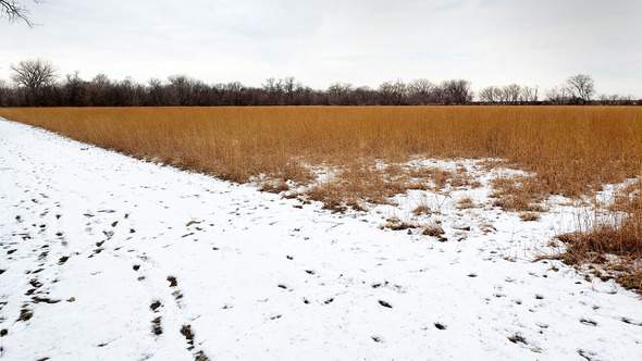 field in winter