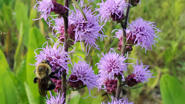 bumblebee on flower