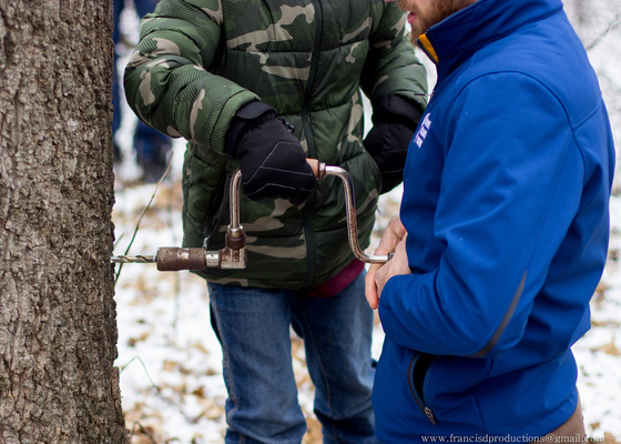 maple syrup tapping