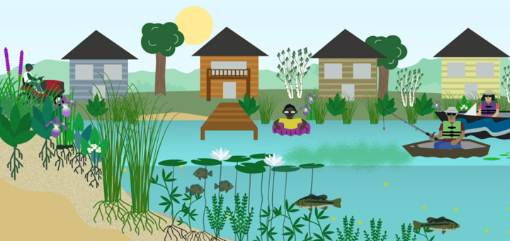 Anoka County Soil and Water Conservation District video about our impacts on lake health