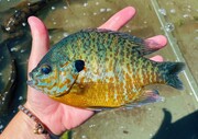 Pumpkinseed fish on Burandt Lake