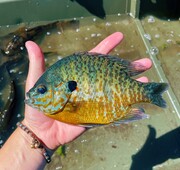 Pumpkinseed fish on Burandt Lake