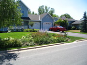 Raingarden in neighborhood