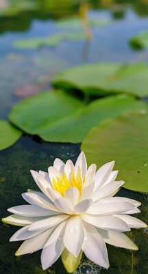 White water lily in lake