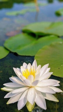 White water lily in lake