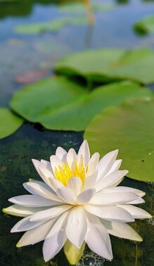 White water lily in lake