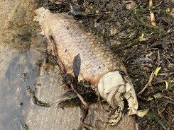 Dead carp from winter fish kill on shore of Reitz Lake