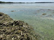 Lake Waconia algae and vegetation washed up on beach