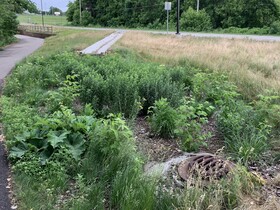 Waconia turf to native project near bike path