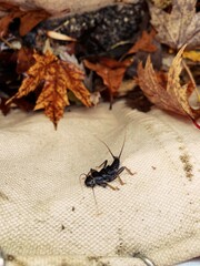 Stonefly nymph in dip net from macroinvertebrate monitoring