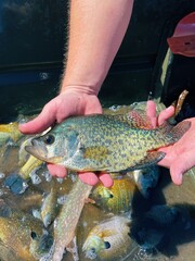 Crappie fish from 2022 Burandt lake fish survey