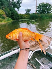 Invasive goldfish on Big Woods Lake