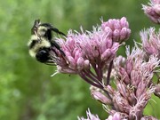 Bumble bee feeding on swamp milkweed flower