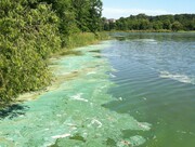 Algae blooms on Reitz Lake in 2012