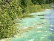 Algae blooms on Reitz Lake in 2012