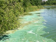 Algae blooms on Reitz Lake in 2012