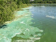 Algae blooms on Reitz Lake in 2012