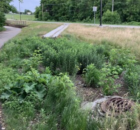 Native plant restoration near Lake Waconia bike path