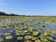 Myers Lake lilypads with blue sky