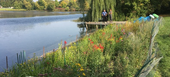 lake shoreline with native plants and a dock