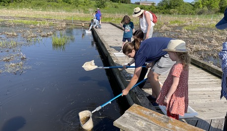 People on dock using nets to catch bugs in a wetland