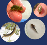 Photo collages of aquatic bugs and kids finding them in sampling trays