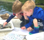 Photo collages of aquatic bugs and kids finding them in sampling trays