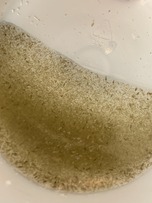 Zooplankton swimming in a white sample bucket