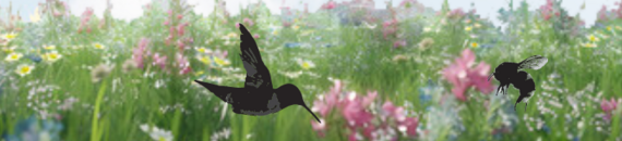 pollinator graphic with grasses and hummingbirds