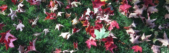 Colorful tree leaves fallen on the green grass