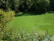 Green algae bloom on McKnight Lake 
