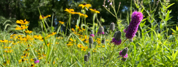 Photos of native plants 