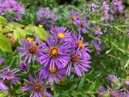 Purple aster flowers